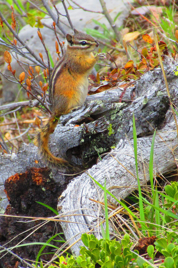 Are you gonna finish that?