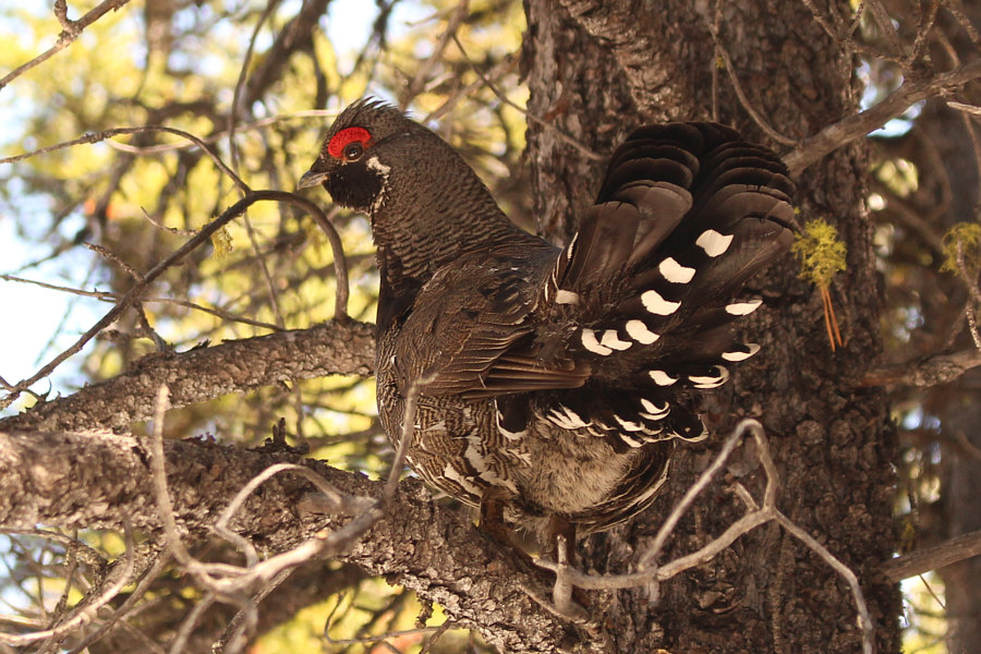 The red eyebrows always make these birds look angry!