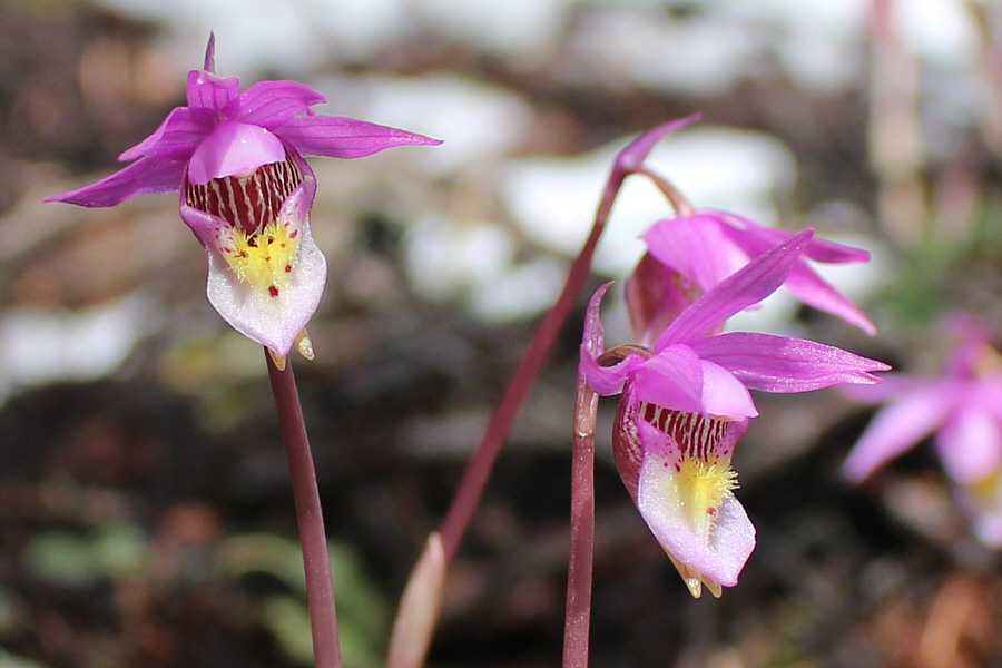 These flowers always look like they should be able to eat bugs!