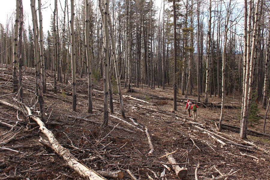 Look for some horse trails...but watch out for the horse poop!