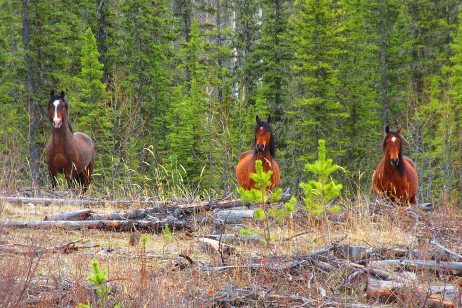 Three of the eleven in total that we spotted on this day!