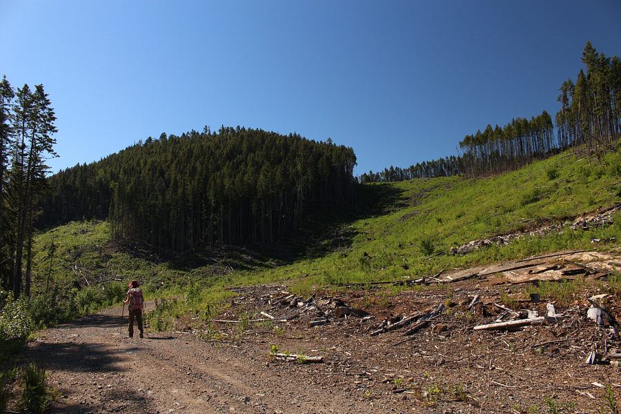 It's odd that the loggers left various patches of trees standing on this hill.
