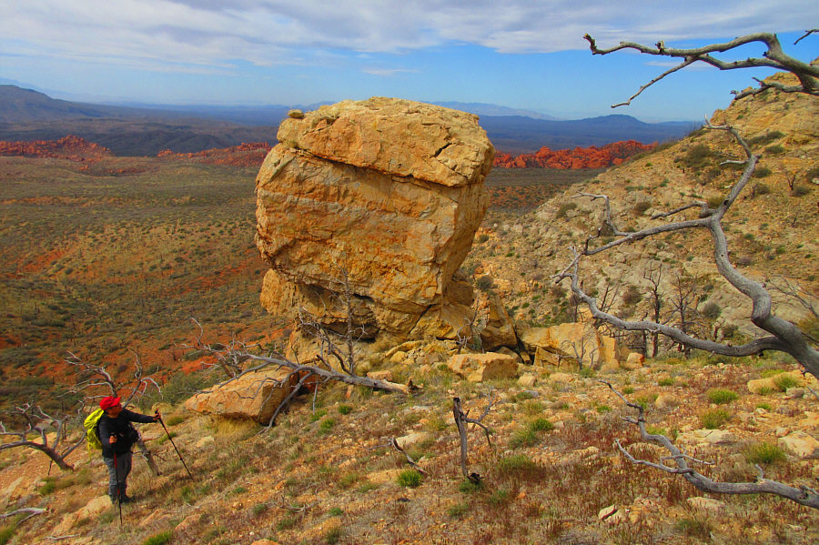 The red rocks in the background are intriguing...