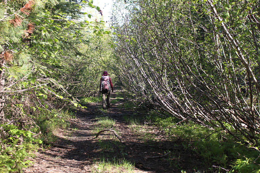 No need to bring your machete or chain saw...this time!