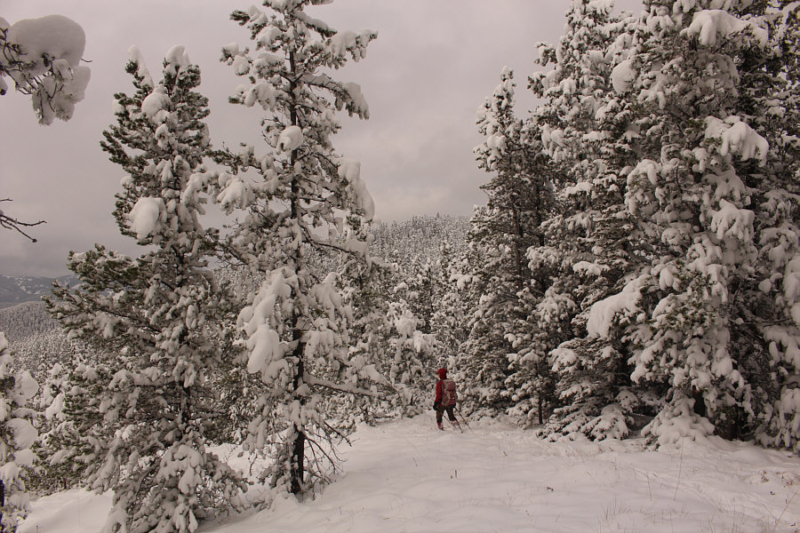 Gleason Ridge is ripe for some clear-cutting!