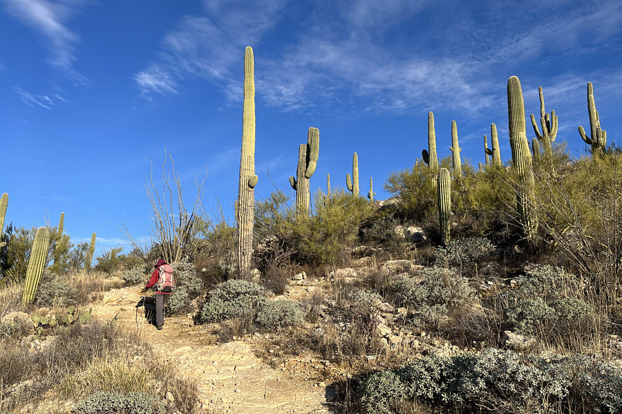How appropriate that we start and finish our vacation with saguaros!
