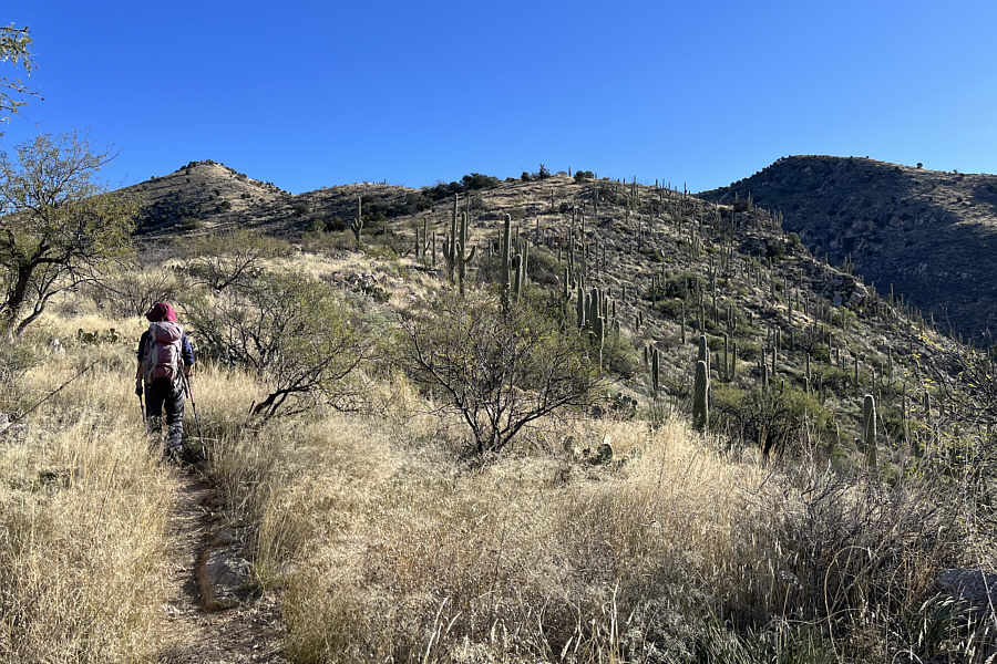 Saguaro cacti typically have a maximum elevation of about 1200-1300 metres.