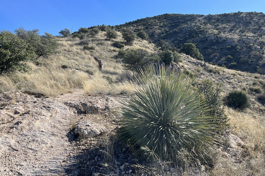 Sotol is a member of the asparagus family.