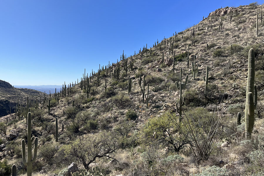 A last look at these wonderful plants before we leave!