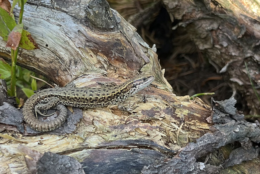 I thought this was a salamander!