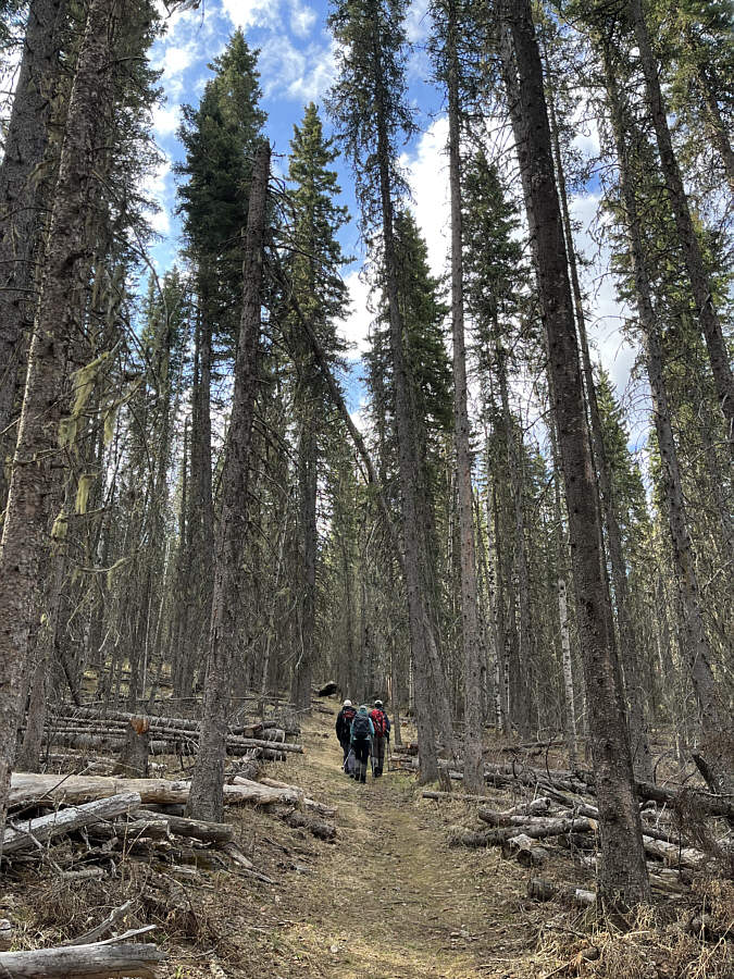 Ideal for a walk in the woods!