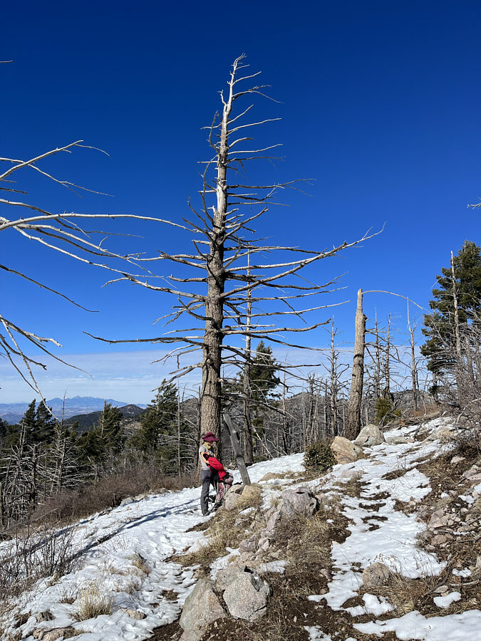 That's a big dead tree!