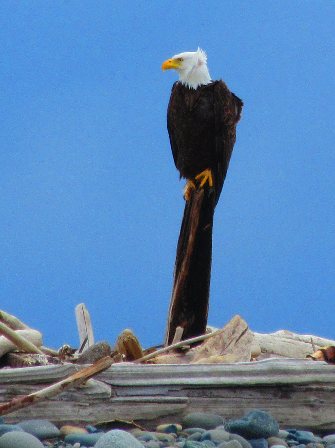 America, F**k Yeah!