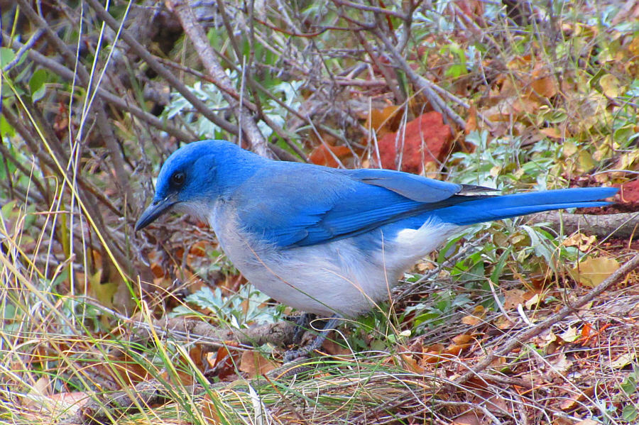 Similarto whiskeyjacks in the Canadian Rockies.