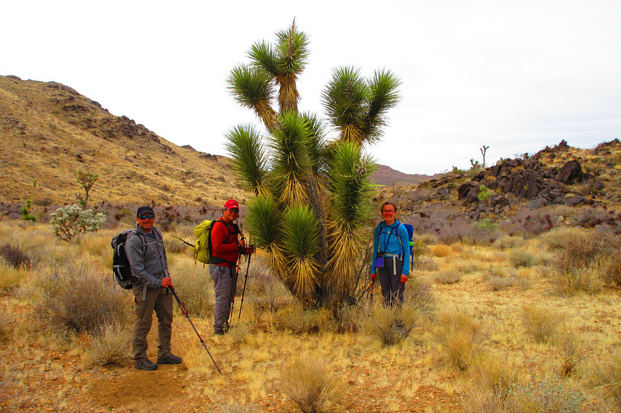 Wouldn't want to be a tree-hugger here!