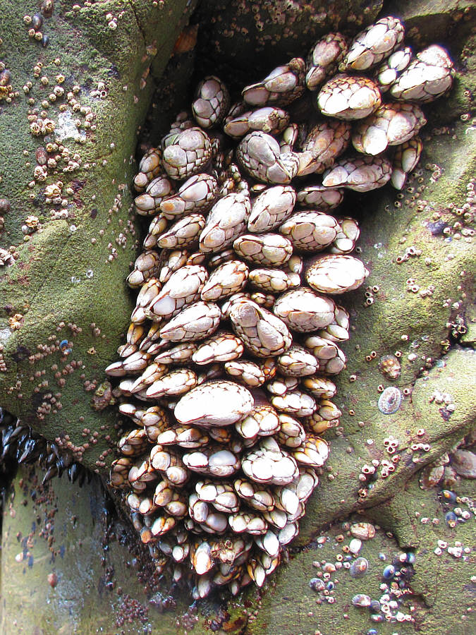 Fascinating creatures!