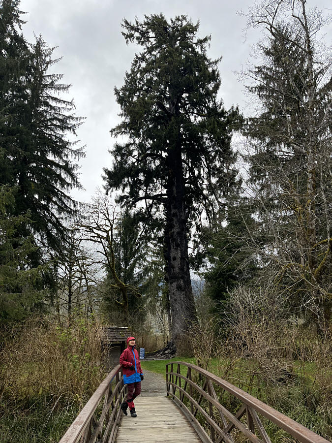 "Treebeard" is its name, I believe...