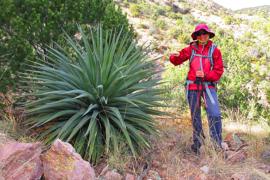 Or is it the other way around?