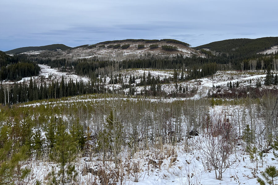 Stick to the trail--no need to short cut here!