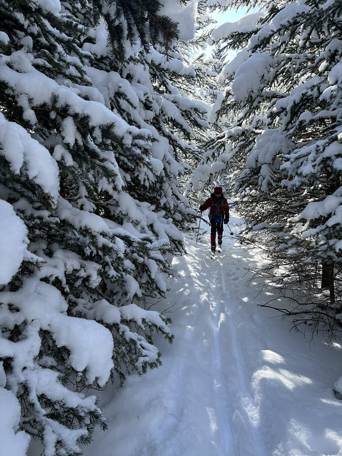 I think more elk use this trail than humans!
