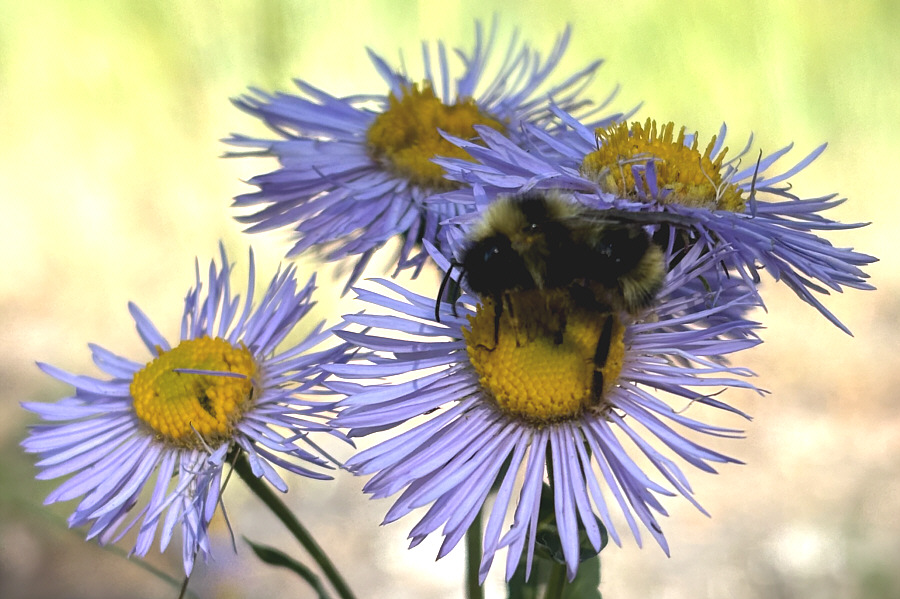 I think it's snoring...