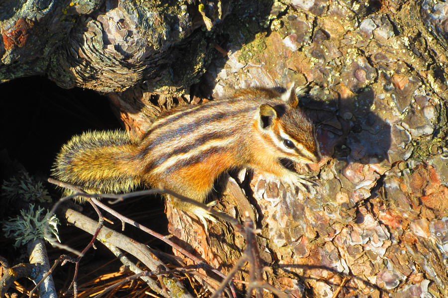 Sorry Alvin, it's not lunch time yet!