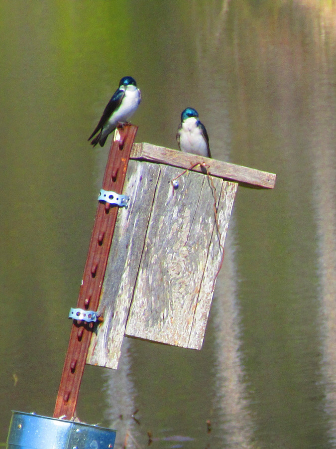 They have nice blue heads!