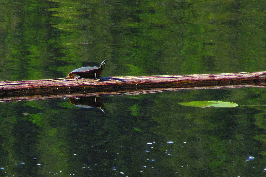 Nice photo by Zosia!