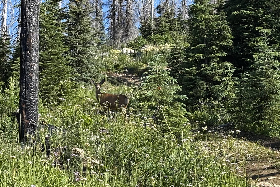 Doe, a deer, a female deer...