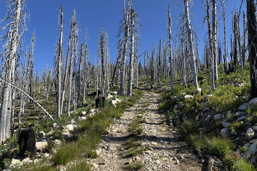 Kinda boring, but it beats bushwhacking!