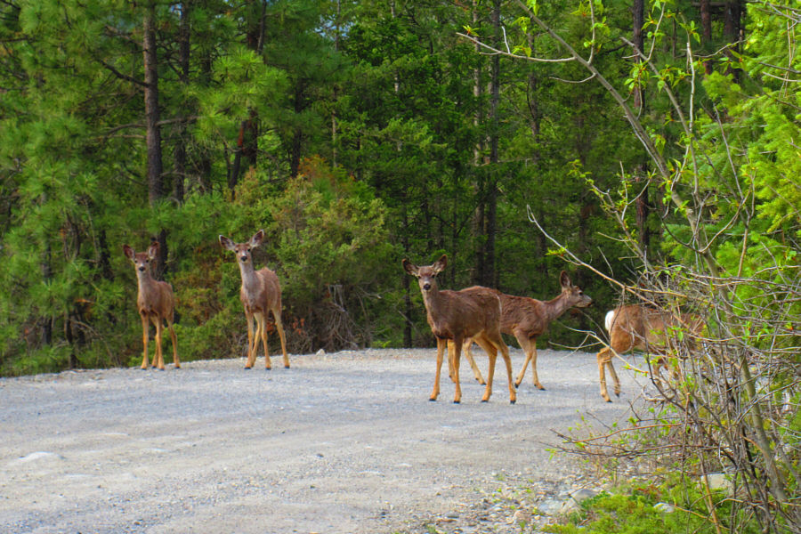 Deer are everywhere here!