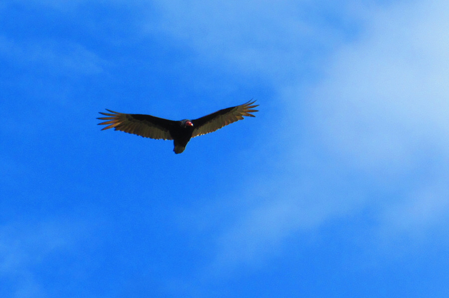 We spotted three of them!