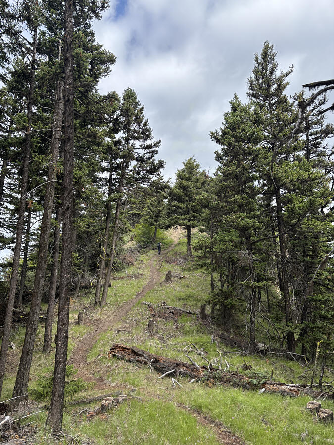 Yay, no bushwhacking!