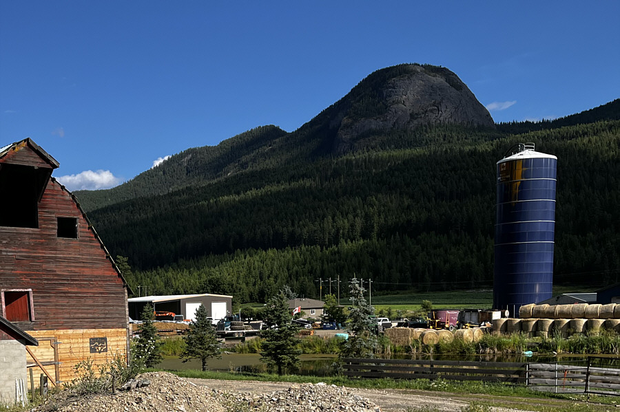 With a double hump, it is technically a Bactrian camel!