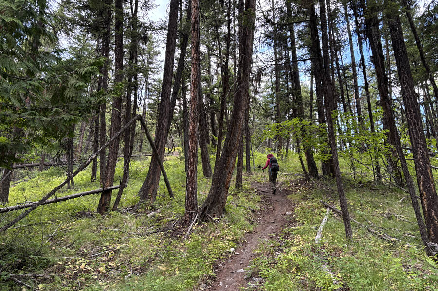 No bushwhacking required...thank goodness!