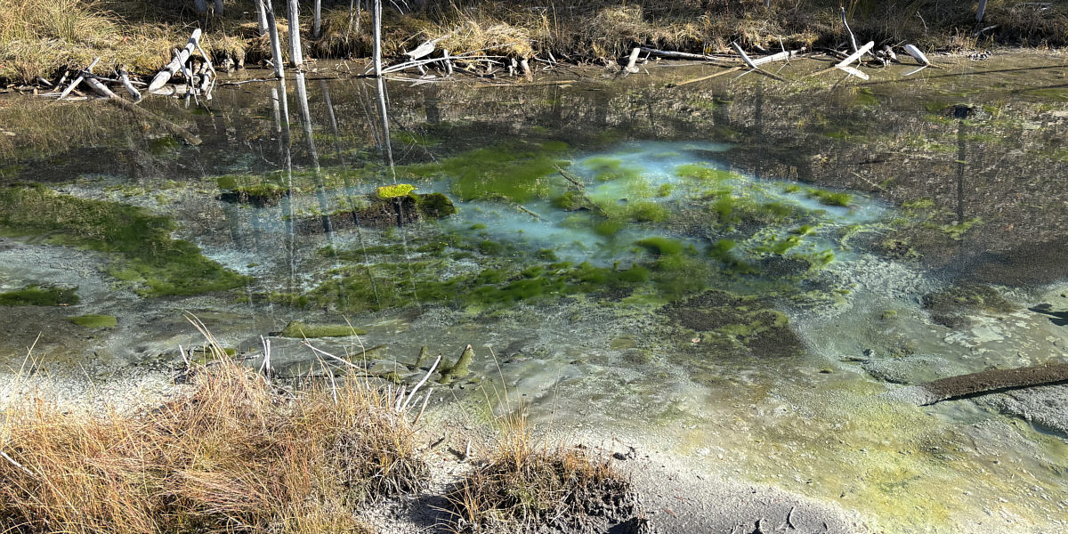 Looks like a map of the world!