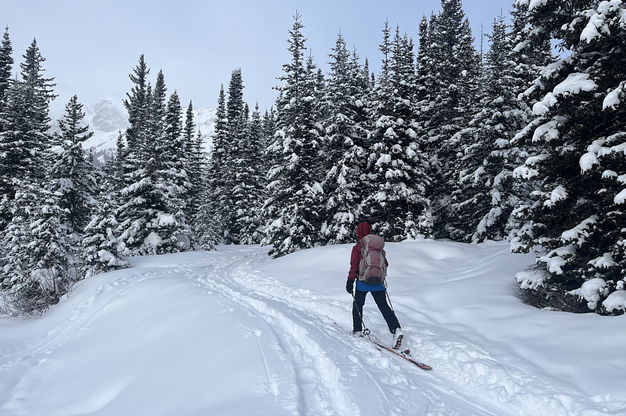 It's crazy that some skiers drag their dogs along the ski trail.