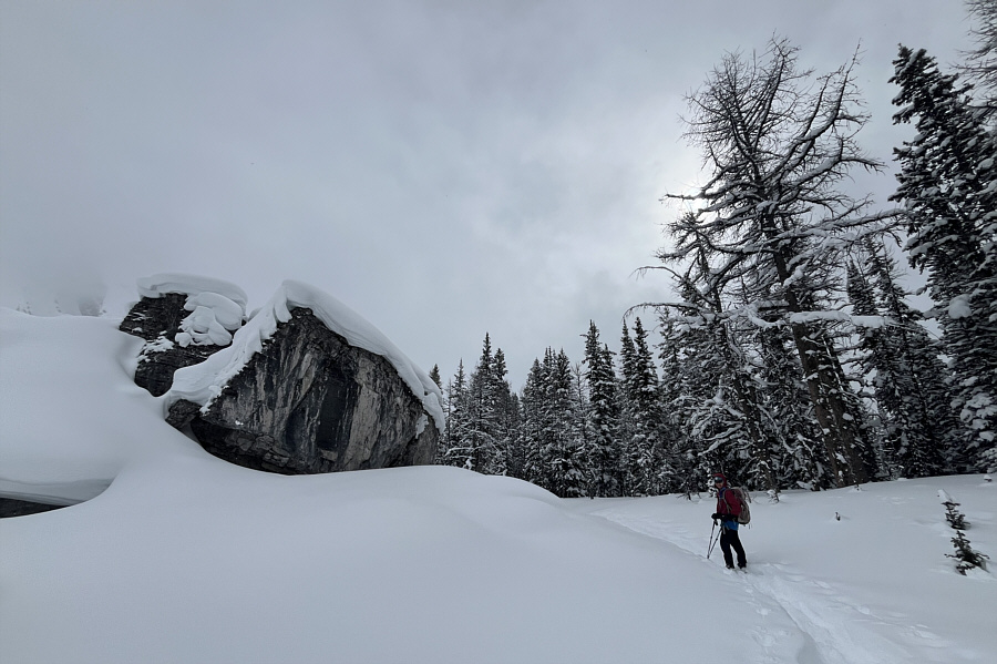 Lotsa larches here...maybe we'll come back in the fall!
