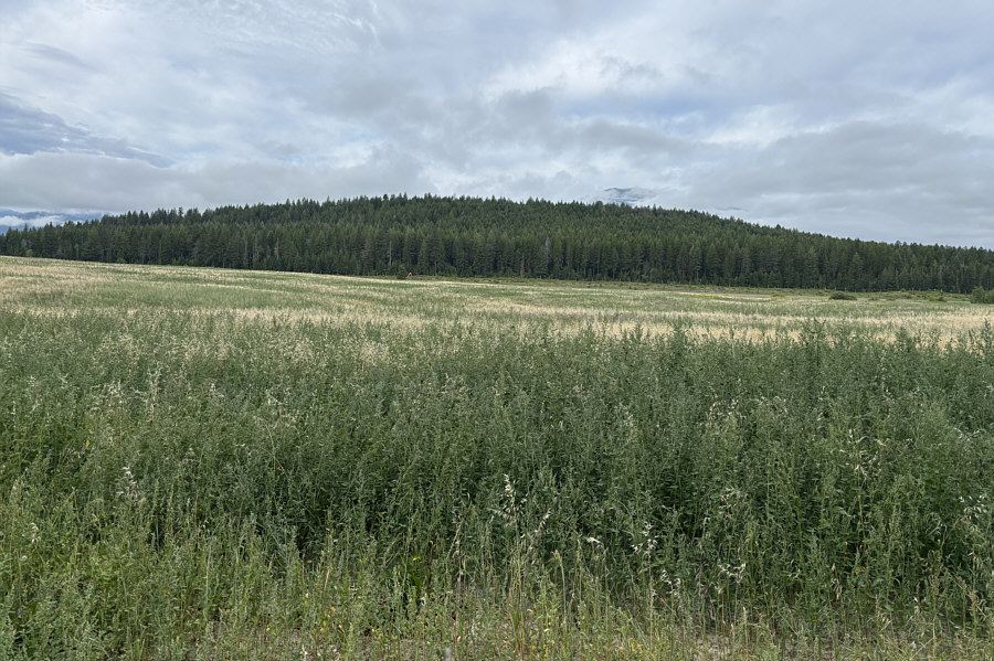 A plane might even be able to land ON the hill!