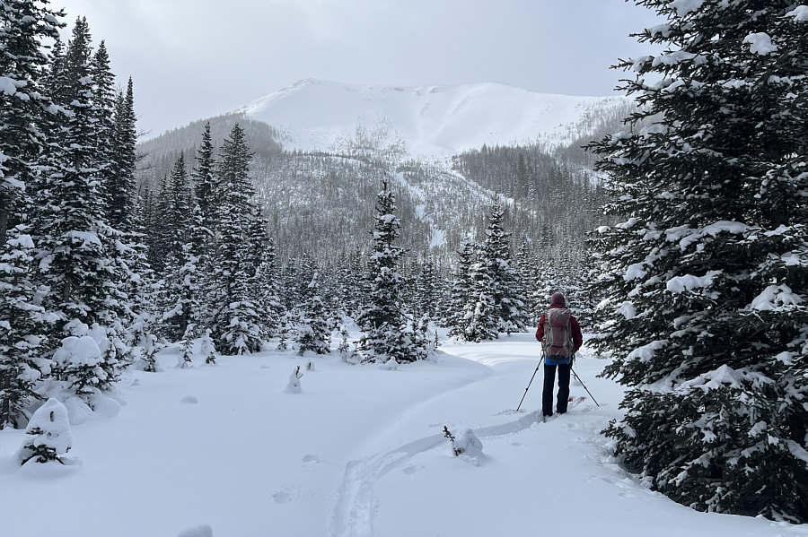 Unbelievably, we're gonna climb up to the last trees in the bowl!