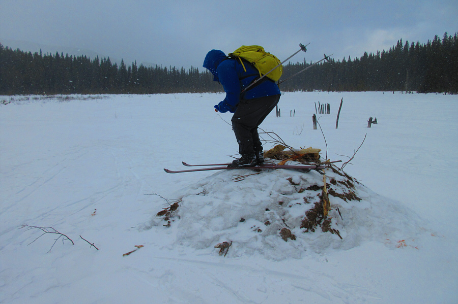 Beavers are wondering who is stomping around on their roof!