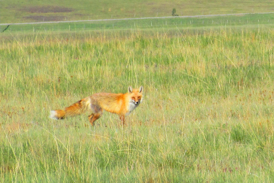 Fox on the run!