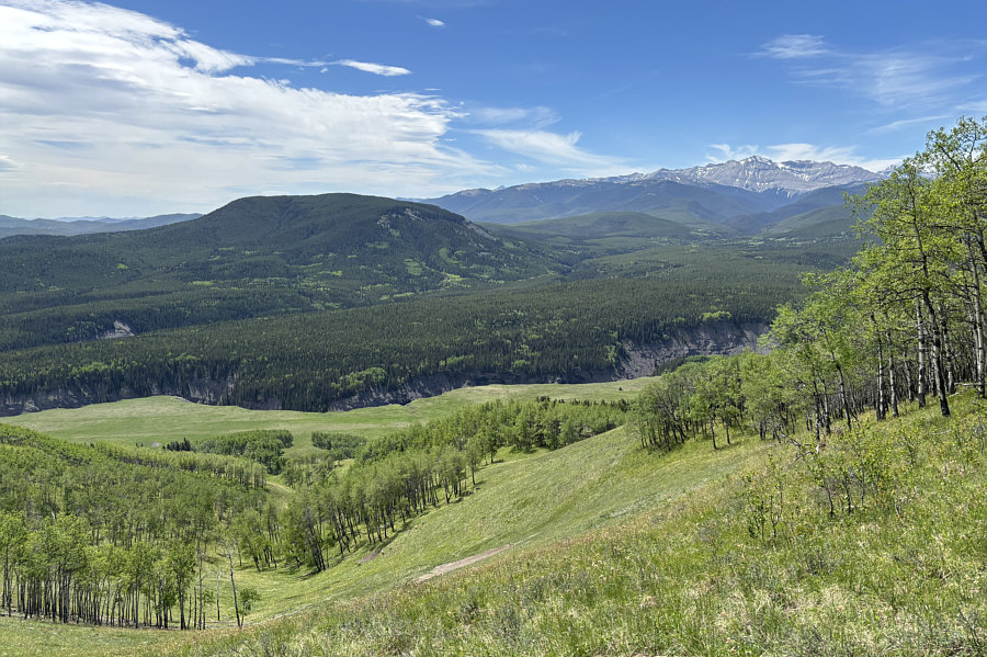 Sheep may safely graze...