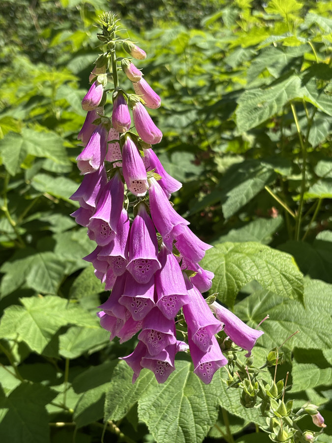 They're toxic--okay to touch but don't eat!