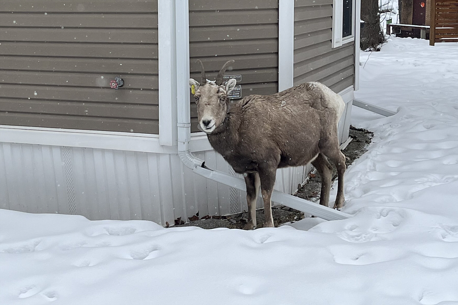 Don't mind me; I'm just snooping around the empty mobile homes!
