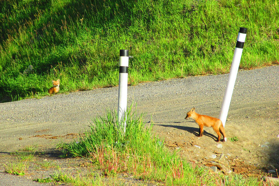 Szczenięta lisa czekają na mamę.