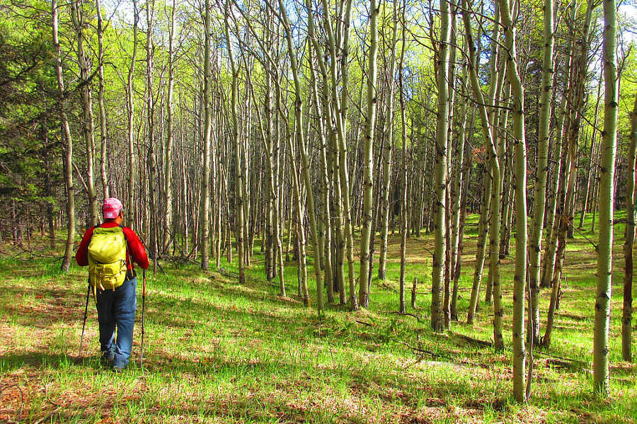Very pleasant off-trail hiking here.