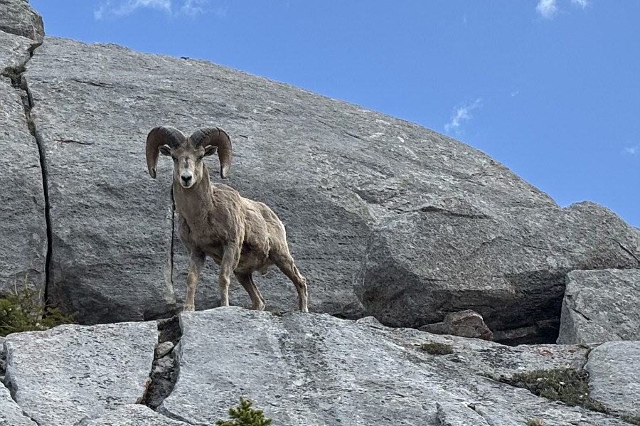 Look at me! I'm king of the castle!