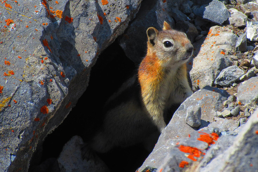 Not as friendly as the one back at the gondola station!
