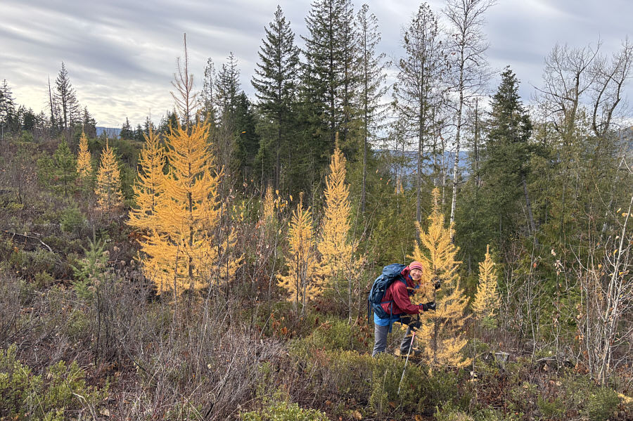 It's surprising to see larches at such a low elevation!